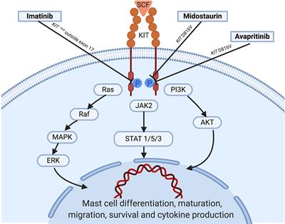 Systemic Mastocytosis: Following the Tyrosine Kinase Inhibition Roadmap